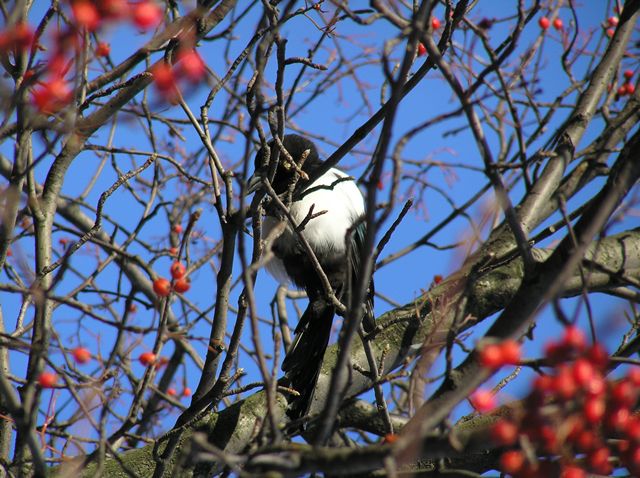 pretty bird